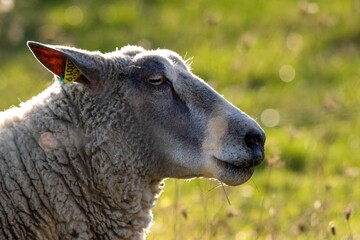 portrait of sheep in pasture