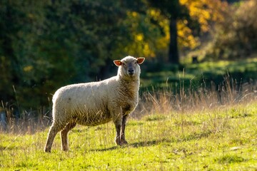 portrait of sheep in pasture