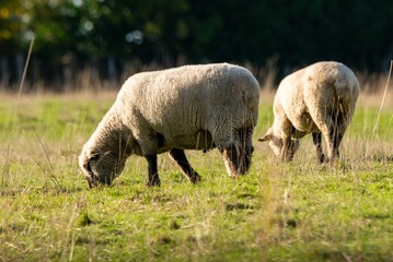 Naklejka na ściany i meble group of sheeps in pasture