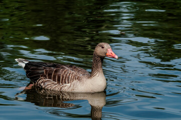 Greylag Goose (Anser anser) in park, Germany
