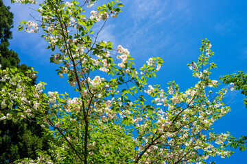 新緑に包まれていきいきとした春の里山のイメージ