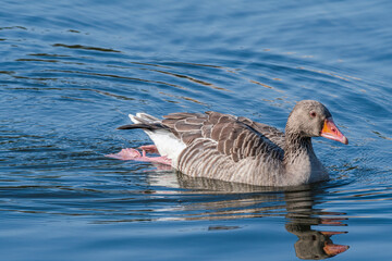 Fototapeta premium Greylag Goose (Anser anser) in park, Germany
