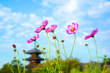 21遺産法起寺の秋景色