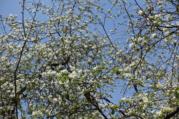 Crossed branches of blossoming apple tree against blue sky