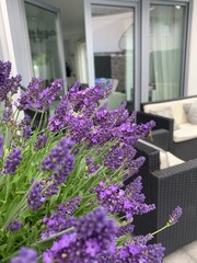 lavender in the window