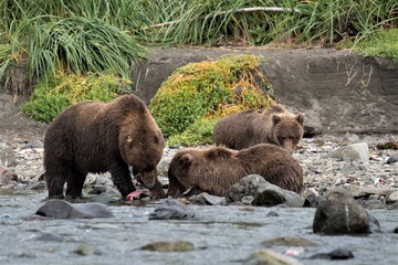 Obraz na płótnie Canvas Eine Mutter mit zwei jungen Grizzlybären beim Fressen von gefangenen Lachsen, Alaska
