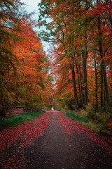 Naklejka premium autumn in the forest