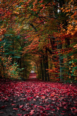 autumn alley in the park