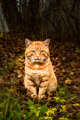 Fototapeta na wymiar cat in the forest