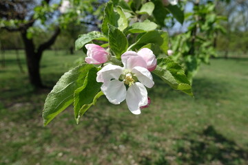 One flower of apple tree in April