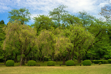 Fototapeta na wymiar 新緑に包まれていきいきとした春の里山のイメージ