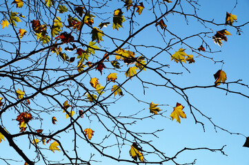 some yellow autumn leaves on bare branches against a blue sky