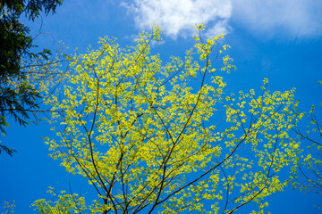 Fototapeta premium 新緑に包まれていきいきとした春の里山のイメージ