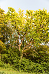giant green oak in forest