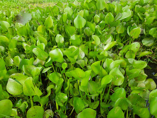 Water hyacinth plants in wild, Beautiful aquatic plant flowers, Eichhornia crassipes flower, White aquatic plant flower, Water flower.