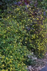 Youngia denticulata flowers / Asteraceae grass