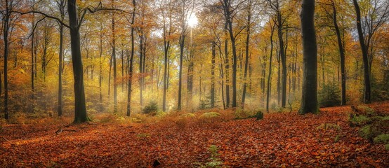 Buchenwald im Deister an einem sonnigenTag im Herbst