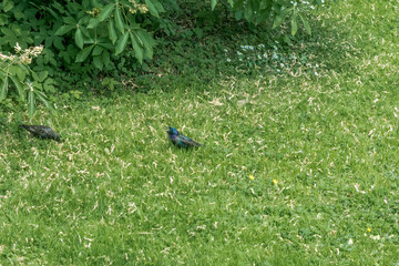 Common Starling (Sturnus vulgaris) in park, Central Russia
