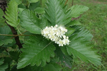 White flowers of Sorbus aria tree in mid May