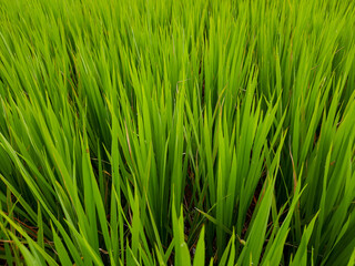 Fototapeta na wymiar green rice field and over blue sky, beautiful green rice field in India. green grass landscape. green paddy field in India.