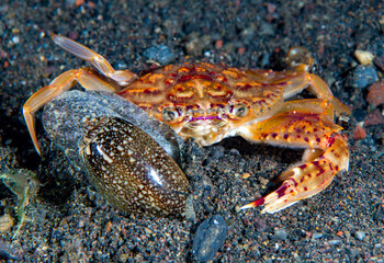 A sea snail is eating a crab. Night dive. Underwater macro world of Tulamben, Bali, Indonesia.