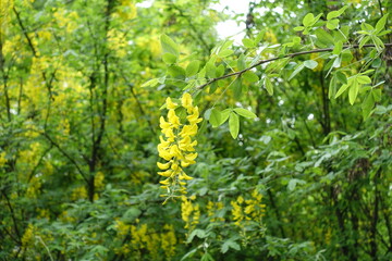 Pendent yellow raceme of Laburnum anagyroides in May