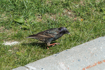 Common Starling (Sturnus vulgaris) in park, Central Russia