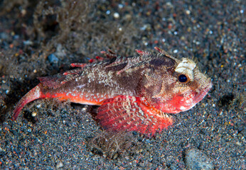 Whiteface Waspfish -Richardsonichthys leucogaster in the night. Underwater world of Tulamben, Bali, Indonesia. 