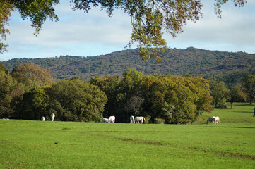 Herd of lipizzaner horses grazing on the meadows in autumn sun in Lipica stud farm. Slovenia, October 2016