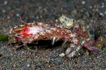 Long armed octopus caught a shrimp and eating it. Macro underwater world of Tulamben, Bali, Indonesia. 