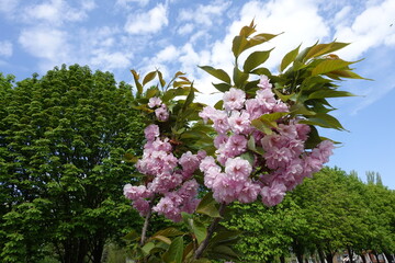 Lush green leaves and pink flowers of sakura tree in April