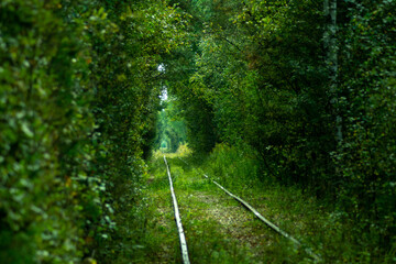 Summer tunnel over the railway. Beautiful background with a landscape of green trees and a road going beyond the horizon