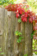 Red creeper leaves on an old wooden fence