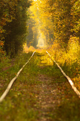 Autumn tunnel over the railway. Beautiful background with a landscape of trees and a road going beyond the horizon