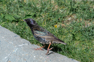 Common Starling (Sturnus vulgaris) in park, Central Russia