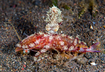 Long armed octopus caught a shrimp and eating it. Macro underwater world of Tulamben, Bali, Indonesia. 