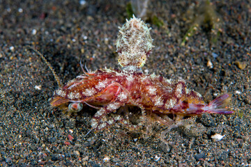 Long armed octopus caught a shrimp and eating it. Macro underwater world of Tulamben, Bali, Indonesia.	