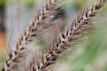 thatch grass flowers on backyard 