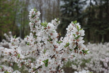 Pure white flowers of prunus tomentosa in April