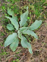 Villanova d'Ardenghi (Pavia)