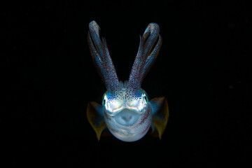 Bigfin Reef Squid - Sepioteuthis lessoniana. Black water diving - night dive. Amazing underwater world of Tulamben, Bali, Indonesia.