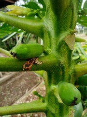 green caterpillar on a leaf