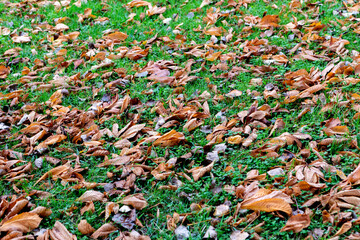 The Autumn has arrived