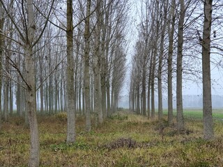 Villanova d'Ardenghi (Pavia)