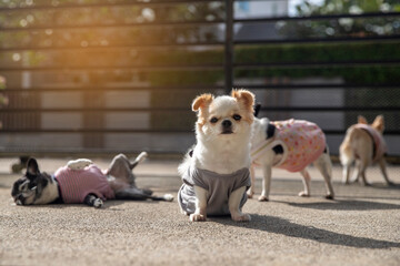 Group of little Chihuahua dogs sunbathe on ground in morning autumn.