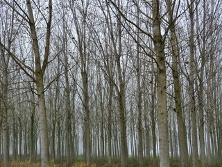Villanova d'Ardenghi (Pavia)