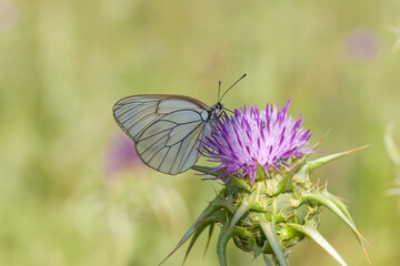 Butterfly, Pieridae White Aporia crataegi with black veins, perched on top of the flower.