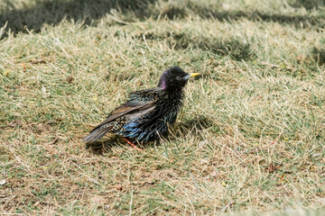 Common Starling (Sturnus vulgaris) in park, Central Russia