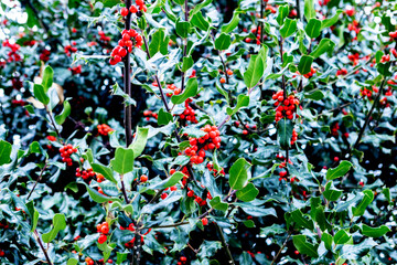 Holly tree close up