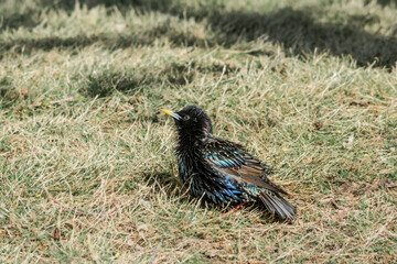 Common Starling (Sturnus vulgaris) in park, Central Russia